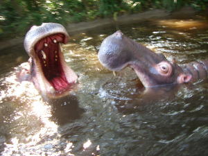 子供のころ本気でびびったジャングルクルーズ